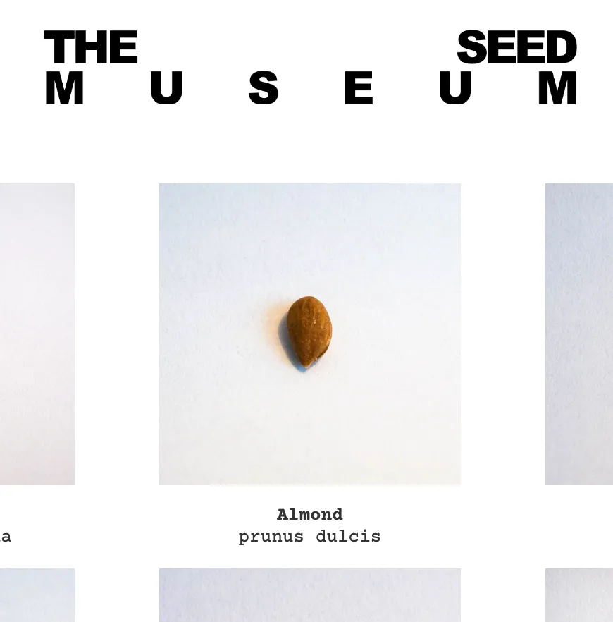 The Seed Museum, a project with Marti Guixe